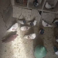 ی کله کفتی|پرنده|بروجرد, |دیوار