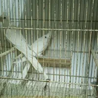 دوجفت البینو