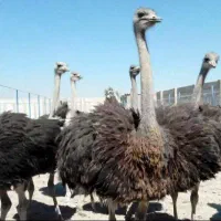 شترمرغ پرواری