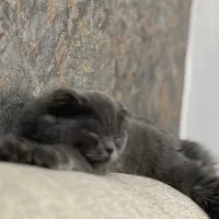 اسکاتیش بریتیش بلو چهار ماهه