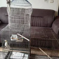 قفس و لونه پرنده