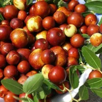 پیش فروش نهال عناب ژاپنی شناسه دار