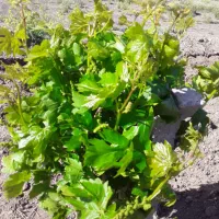 باغ انگور ویلایی آب شیرین گاز برق یک هکتار