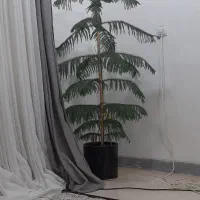گل کاج مطبق