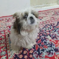 5ماه تربیت شده فی 4