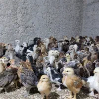 جوجه مرغ یکماهه