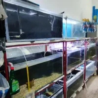 فروش لوازم آکواریوم فروشی|ماهی|سراوان, |دیوار