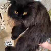 گربه اسکاتیش لانگ هیر|گربه|تبریز, |دیوار