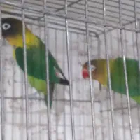 فروش قناری سرخ