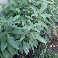 نهال آواکادو...