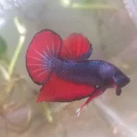 بتا،فایتر|ماهی|سیاهکل, |دیوار