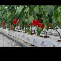 تولیدوساخت سازه های گلخانه ای تجهیزات ان|خدمات باغبانی و درختکاری|مشهد, توس (بلوار توس)|دیوار