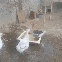 قوغاز|پرنده|مرند, |دیوار