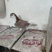 جفت ساده چپ و راست