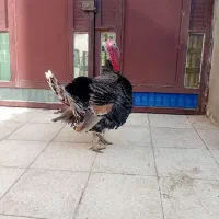 بوقلمون نر|حیوانات مزرعه|دیواندره, |دیوار