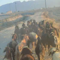 برداشتی آبستن