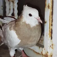 طوقی زرد