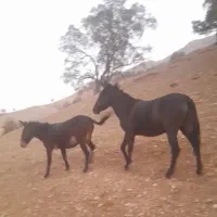 قاطر۱۳۸سانت شهرکرد