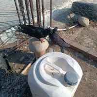 کبوتر زاغ کلافه ...خون خالص|پرنده|جیرفت, |دیوار