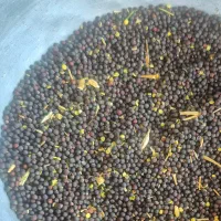 فروش کلزار