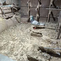 کبوتر|پرنده|هامون, |دیوار