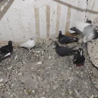 کفتر.تهرانی. شهرستانی.قرسوی|پرنده|فشاپویه, |دیوار