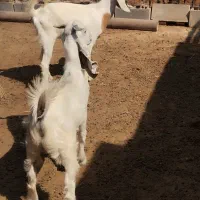 موقعیت رامشیر