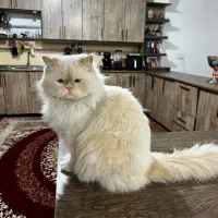 گربه نر پرشین چین چیلا