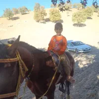 اسب سالم ۶ ساله