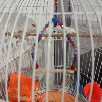 یک جفت فنچ باقفس