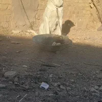 ماده عراقی|سگ|ابهر, |دیوار