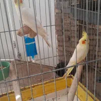 ۳ جفت پرنده عروس پاریس هلندی