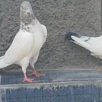 کبوتر