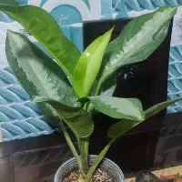 گل و گیاه طبیعی زیبا و سرحال|گل و گیاه طبیعی|زابل, |دیوار