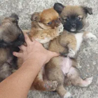 واگذاری پیکینیز امپریال