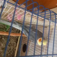 پرنده عروس هلندی|پرنده|اصفهان, ارداجی|دیوار