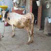 گاوباگوساله سیمینتال|حیوانات مزرعه|بروجرد, |دیوار