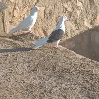 سفید شونی خوشونه