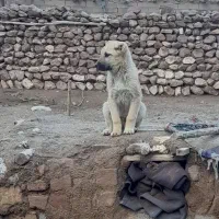 توله پژدر ماده