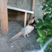 پرنده زینتی|پرنده|رضوانشهر, |دیوار