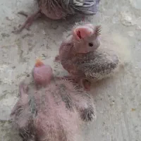 جوجه عروس هلندی|پرنده|ملایر, |دیوار