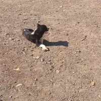 فروشی پاکوتاه سرابی|سگ|مهربان, |دیوار