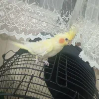 عروس هلندی نر|پرنده|تربت‌حیدریه, میدان مرکزی|دیوار