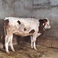 گوساله ماده سیمینتال