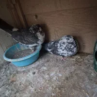 کبوتر فروشی