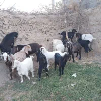 بزغاله ماده