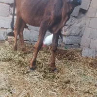 گوساله ماده