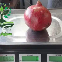 نهال انار ممتاز ساوه|گل و گیاه طبیعی|سبزوار, کهنه آب|دیوار