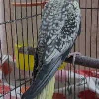 عروس هلندی جوجه مناسب آموزش|پرنده|اصفهان, پوریای ولی|دیوار