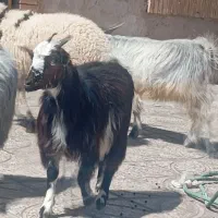 کره|حیوانات مزرعه|زرند, |دیوار